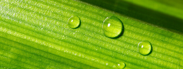 Drop of dew on Green Pandan leaf, Banner for ecology friendly and sustainability