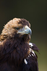 AGUILA IMPERIAL  IBERICA- SPANISH IMPERIAL EAGLE Eagle  (Aquila adalberti).  Iberian Imperial Eagle. Spain