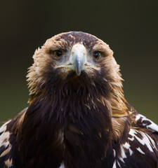 AGUILA IMPERIAL  IBERICA (Aquila adalberti)