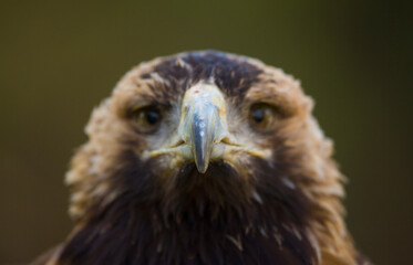 AGUILA IMPERIAL  IBERICA- SPANISH IMPERIAL EAGLE Eagle  (Aquila adalberti).  Iberian Imperial Eagle. Spain