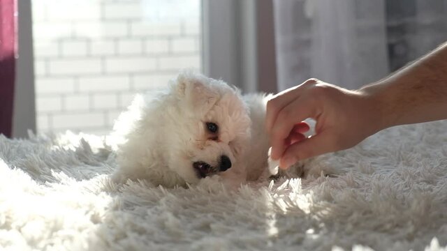 Washing the eyes of a Bichon Frize puppy with warm boiled water and rubbing the fur around the eyes.  Pet care