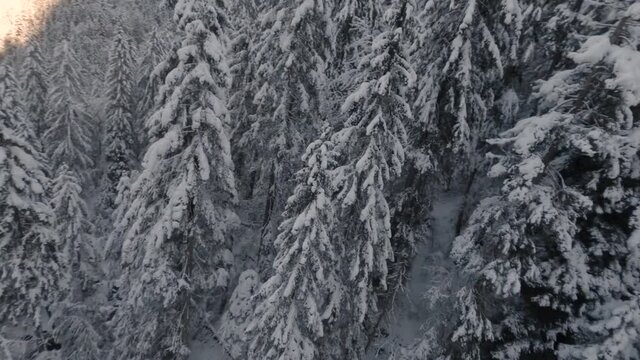 FPV Shot Of Cascade du Rouget With Coniferous Forest Covered With Snow During Winter In Sixt-Fer-a-Cheval, France. - aerial