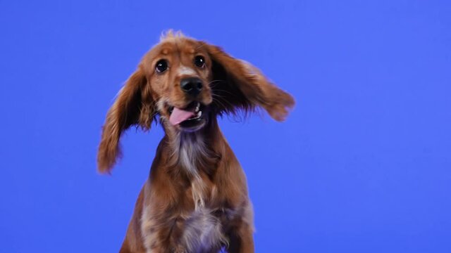 Cocker spaniel sits in the studio on a blue background. The pet twists its head, looking at everything around, from which its drooping ears flutter funny like wings. Slow motion. Close up.