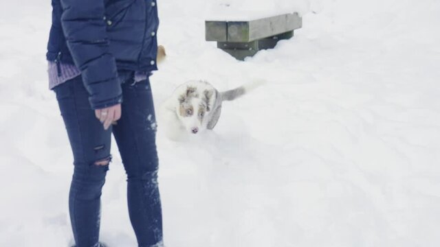 Two Adorable Dogs Playing In Snow Biting Each Other - Cascade du Rouget, France - Slow Motion