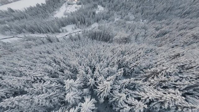 Flying over the white pine tree forest of Cascade du Rouget, France in winter
