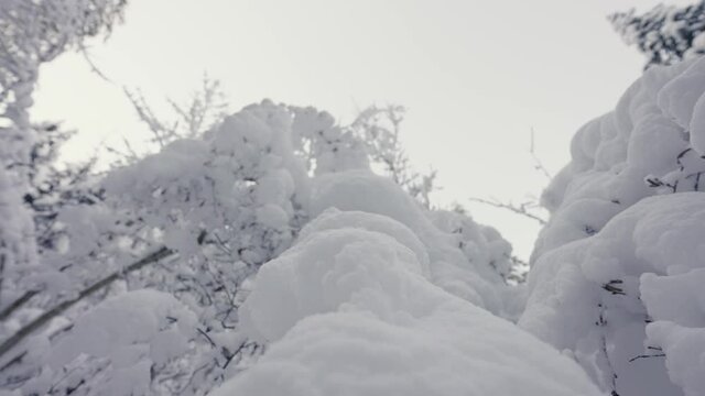 Beautiful Frost-Covered Tree Branches Near Rouget Waterfall In France - Low-Angle Shot, Tilt-Down