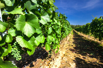 vineyard