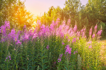 Obraz premium Pink Ivan-tea Or Epilobium Herbal Tea On Sunset Field, Close-Up. Flowers Of Rosebay Willowherb In The Sunset