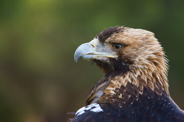 AGUILA IMPERIAL  IBERICA- SPANISH IMPERIAL EAGLE Eagle  (Aquila adalberti).  Iberian Imperial Eagle. Spain