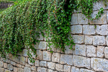 Mur de pierre et lierre