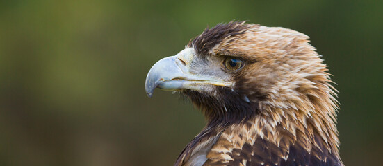AGUILA IMPERIAL  IBERICA- SPANISH IMPERIAL EAGLE Eagle  (Aquila adalberti).  Iberian Imperial Eagle. Spain