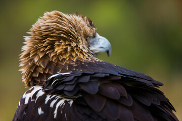 AGUILA IMPERIAL  IBERICA- SPANISH IMPERIAL EAGLE Eagle  (Aquila adalberti).  Iberian Imperial Eagle. Spain
