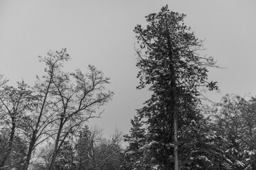 snow covered local forest park