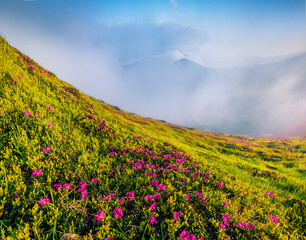 Beautiful botanical scenery. Foggy morning scene of Chornogora mountain range with Hoverla peak in the morning mist. Blooming pink rhododendron flowers on Carpathian hills in June.