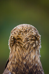 AGUILA IMPERIAL  IBERICA- SPANISH IMPERIAL EAGLE Eagle  (Aquila adalberti).  Iberian Imperial Eagle. Spain