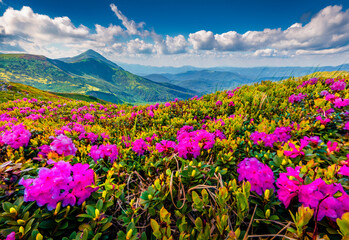 Landscape photography. Blooming pink rhododendron flowers on the Chornogora range. Attractive  summer view of Carpathian mountains with highest peak Hoverla on background, Ukraine, Europe.