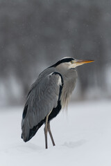 great blue heron ardea cinerea