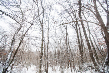 Winter snowy day. Winter scene. Snow covered trees in forest. Beautiful wintertime nature landscape.