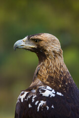 AGUILA IMPERIAL  IBERICA- SPANISH IMPERIAL EAGLE Eagle  (Aquila adalberti).  Iberian Imperial Eagle. Spain