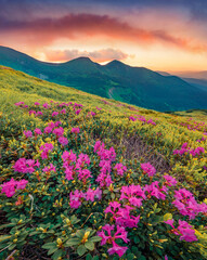 Fabulous summer scenery. Blooming pink rhododendron flowers on the Carpathians hills. Amazing summer sunset on Carpathian mountains with Homula mount on background, Ukraine, Europe.