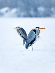pair of herons looking away