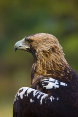 AGUILA IMPERIAL  IBERICA- SPANISH IMPERIAL EAGLE Eagle  (Aquila adalberti).  Iberian Imperial Eagle. Spain