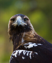 AGUILA IMPERIAL  IBERICA (Aquila adalberti)