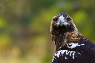 AGUILA IMPERIAL  IBERICA- SPANISH IMPERIAL EAGLE Eagle  (Aquila adalberti).  Iberian Imperial Eagle. Spain
