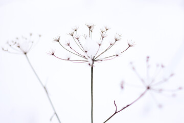 Dry plant, grass on the white snow. Abstract natural winter background with copy space. Wintertime. Selective focus.