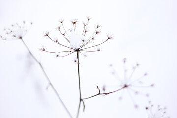 Dry plant, grass on the white snow. Abstract natural winter background with copy space. Wintertime. Selective focus.