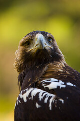 AGUILA IMPERIAL  IBERICA- SPANISH IMPERIAL EAGLE Eagle  (Aquila adalberti).  Iberian Imperial Eagle. Spain