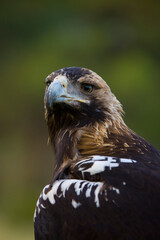 AGUILA IMPERIAL  IBERICA (Aquila adalberti)