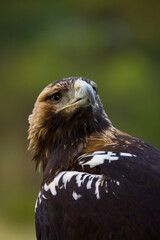 AGUILA IMPERIAL  IBERICA- SPANISH IMPERIAL EAGLE Eagle  (Aquila adalberti).  Iberian Imperial Eagle. Spain