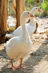 Obraz premium White female goose is stay in garden