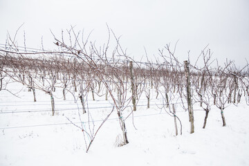 Winter snowy day. Winter scene. Snow covered vineyard. Beautiful wintertime nature landscape.