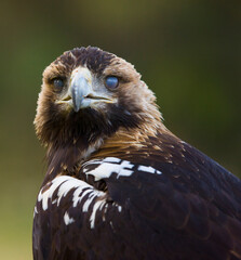 AGUILA IMPERIAL  IBERICA (Aquila adalberti)