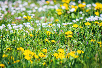 yellow dandelions among the grass. beautiful springtime nature background. shallow depth of field