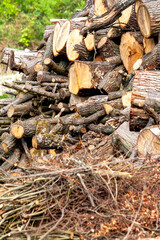 Troncs d'arbres et branches sciées et empilées