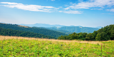 summer landscape of carpathian mountains. beautiful scenery in the morning. beech forest and grassy alpine meadows on the hills of chornohora ridge. bright sunny weather with fluffy clouds on the sky