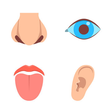 Human sense organ icons set in flat style