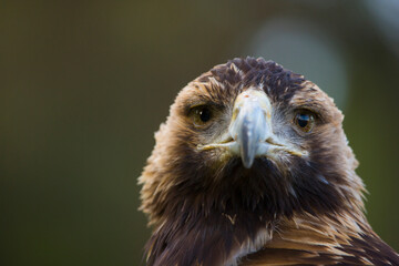 AGUILA IMPERIAL  IBERICA- SPANISH IMPERIAL EAGLE Eagle  (Aquila adalberti).  Iberian Imperial Eagle. Spain