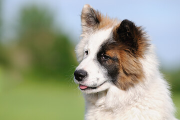 Elo Designer Dog Eloschaboro Bobtail Eurasier Chow-Chow Hybrid