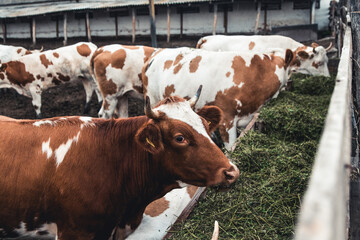 Cows on the form. Milk, meat production. Household animals.