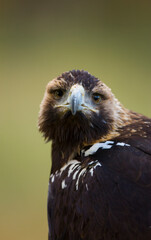 AGUILA IMPERIAL  IBERICA (Aquila adalberti)