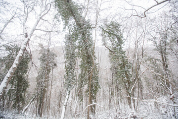 Winter snowy day. Winter scene. Snow covered trees in forest. Beautiful wintertime nature landscape.