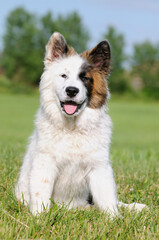 Elo Designer Dog Eloschaboro Bobtail Eurasier Chow-Chow Hybrid