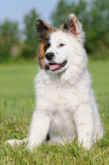 Elo Designer Dog Eloschaboro Bobtail Eurasier Chow-Chow Hybrid