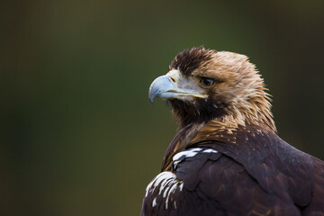 AGUILA IMPERIAL  IBERICA- SPANISH IMPERIAL EAGLE Eagle  (Aquila adalberti).  Iberian Imperial Eagle. Spain