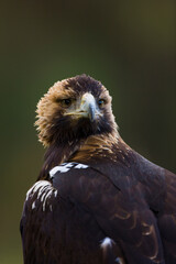 AGUILA IMPERIAL  IBERICA- SPANISH IMPERIAL EAGLE Eagle  (Aquila adalberti).  Iberian Imperial Eagle. Spain