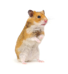 Hamster standing on its hind legs isolated on white